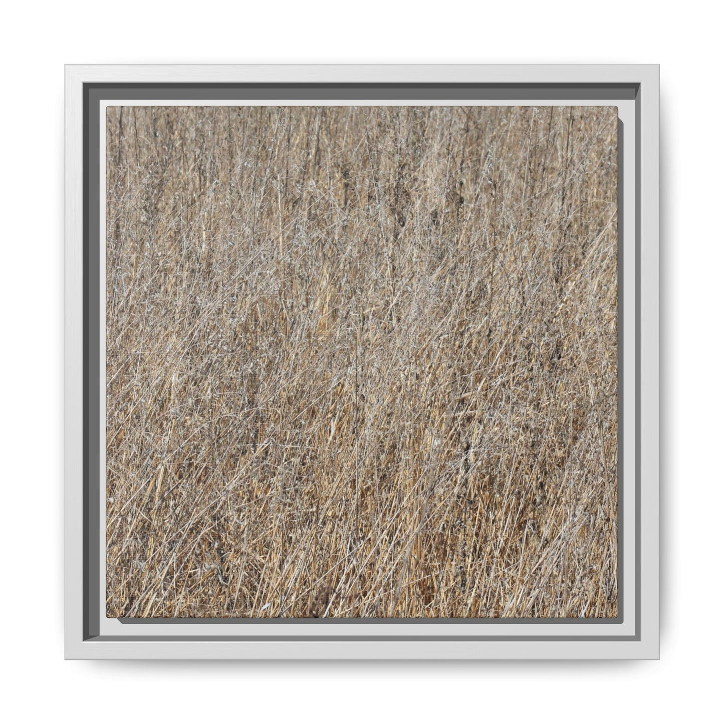Whispers of Straw - Unique Stretched Canvas Wall Art - Art By Earth