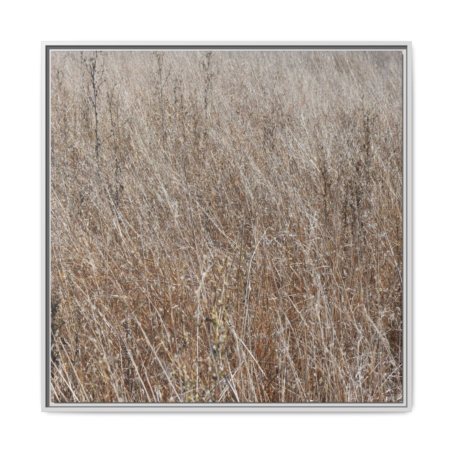 Dry Grass Symphony - Unique Stretched Canvas Wall Art - Art By Earth