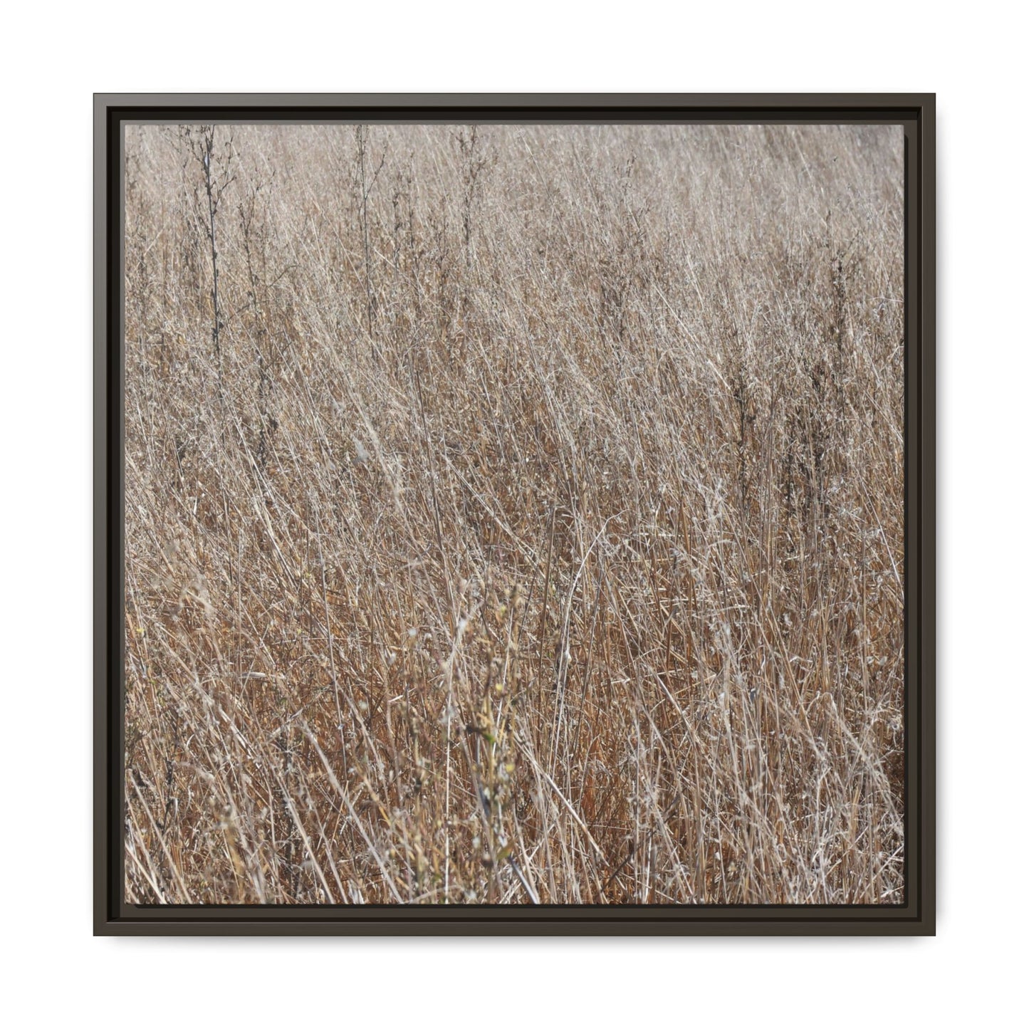 Dry Grass Symphony - Unique Stretched Canvas Wall Art - Art By Earth