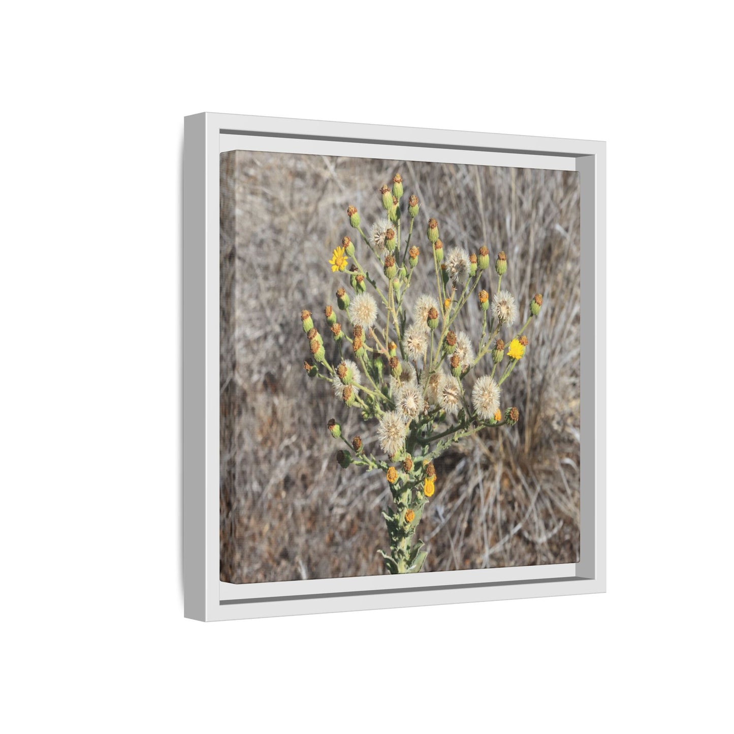 Whispers of the Dry Grass - Unique Stretched Canvas Wall Art - Art By Earth