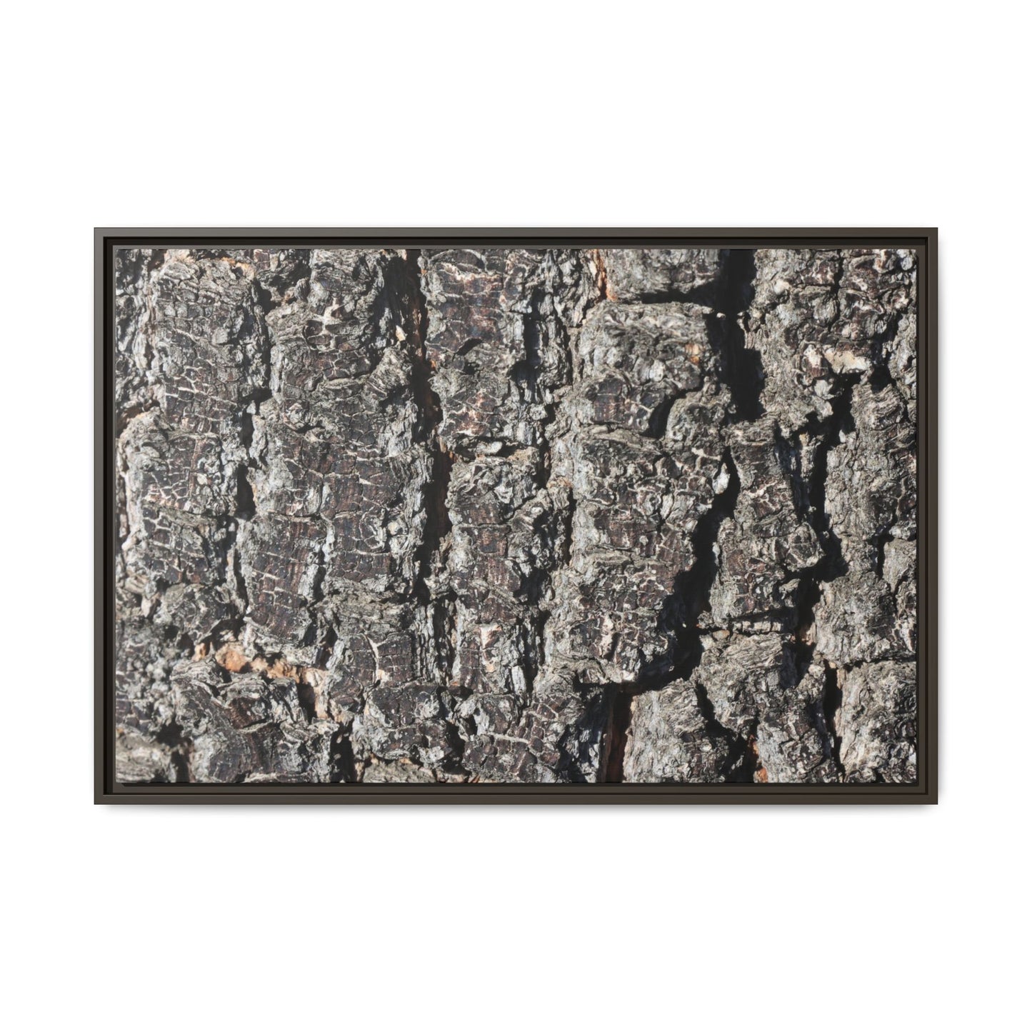 Bark Study in Gray - Unique Stretched Canvas Wall Art