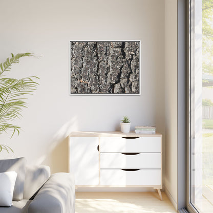 Bark Study in Gray - Unique Stretched Canvas Wall Art