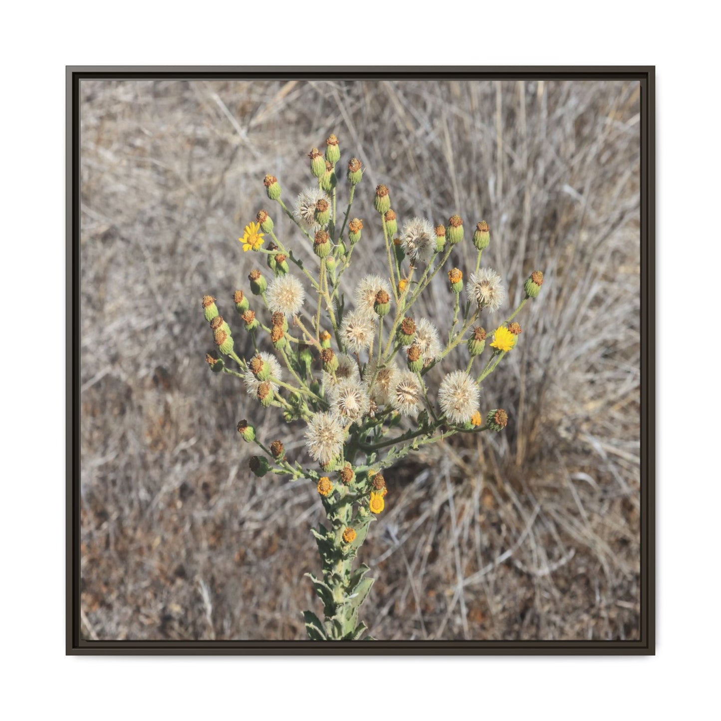 Whispers of the Dry Grass - Unique Stretched Canvas Wall Art - Art By Earth