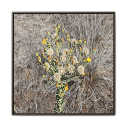 Whispers of the Dry Grass - Unique Stretched Canvas Wall Art - Art By Earth