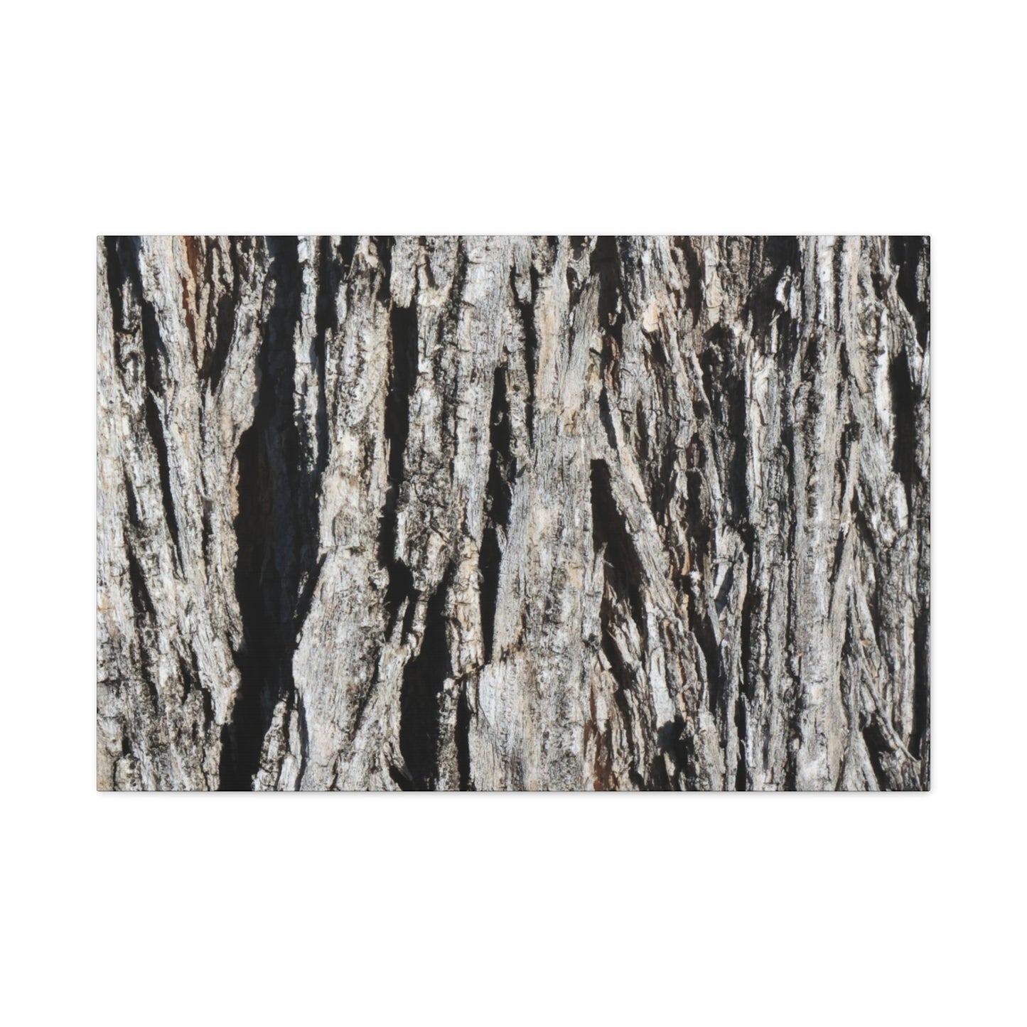 Bark Layers in Monochrome - Unique Frameless Canvas Wall Art