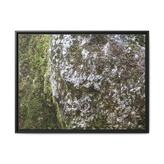Lichen Landscape - Unique Stretched Canvas Wall Art