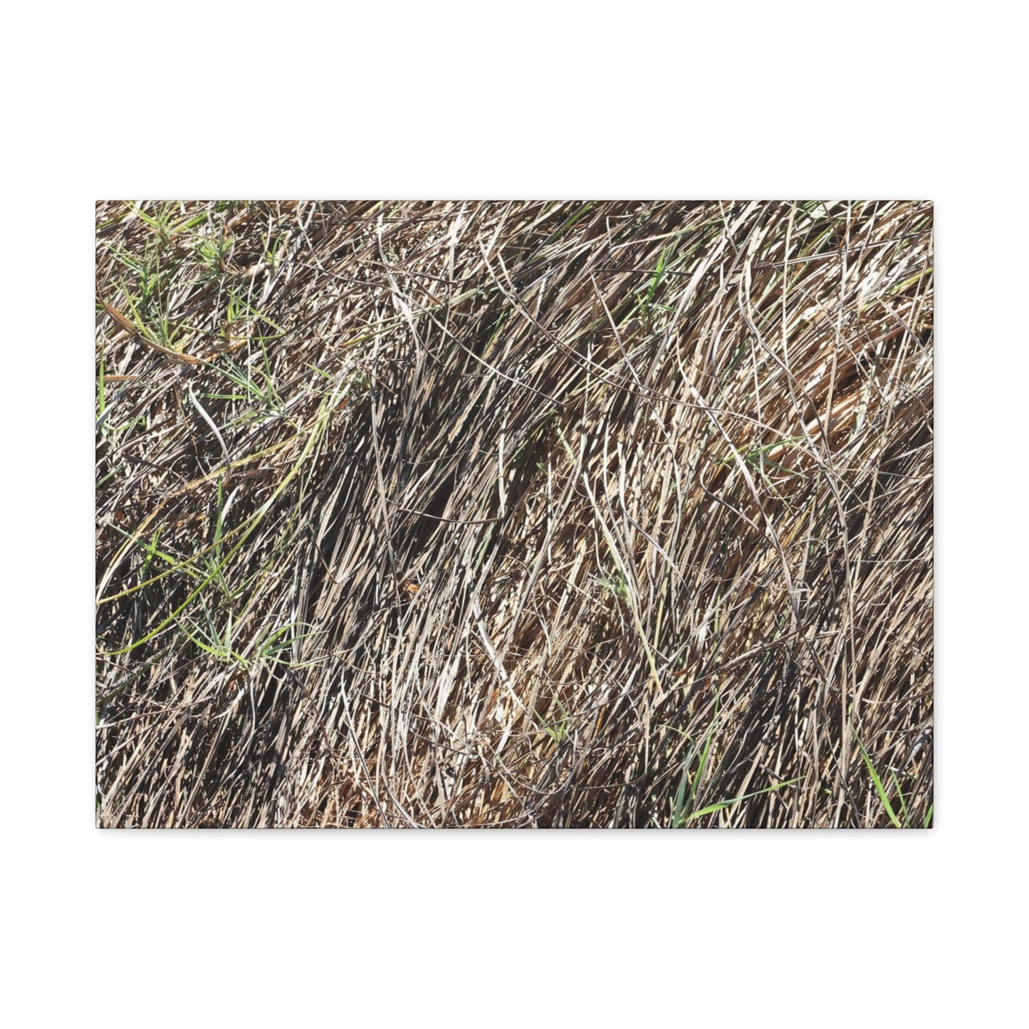 Tangled Wilderness - Unique Stretched Canvas Wall Art - Art By Earth