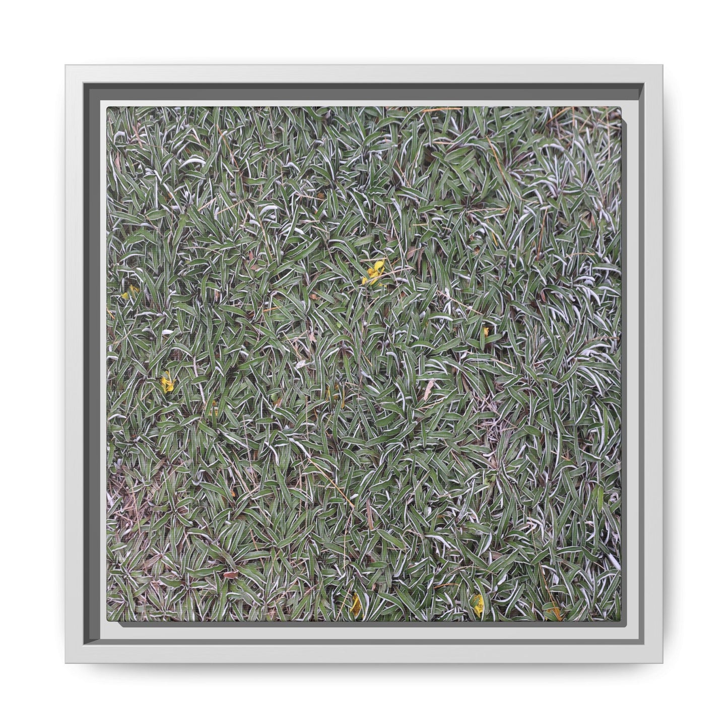 Grassy Texture - Unique Stretched Canvas Wall Art