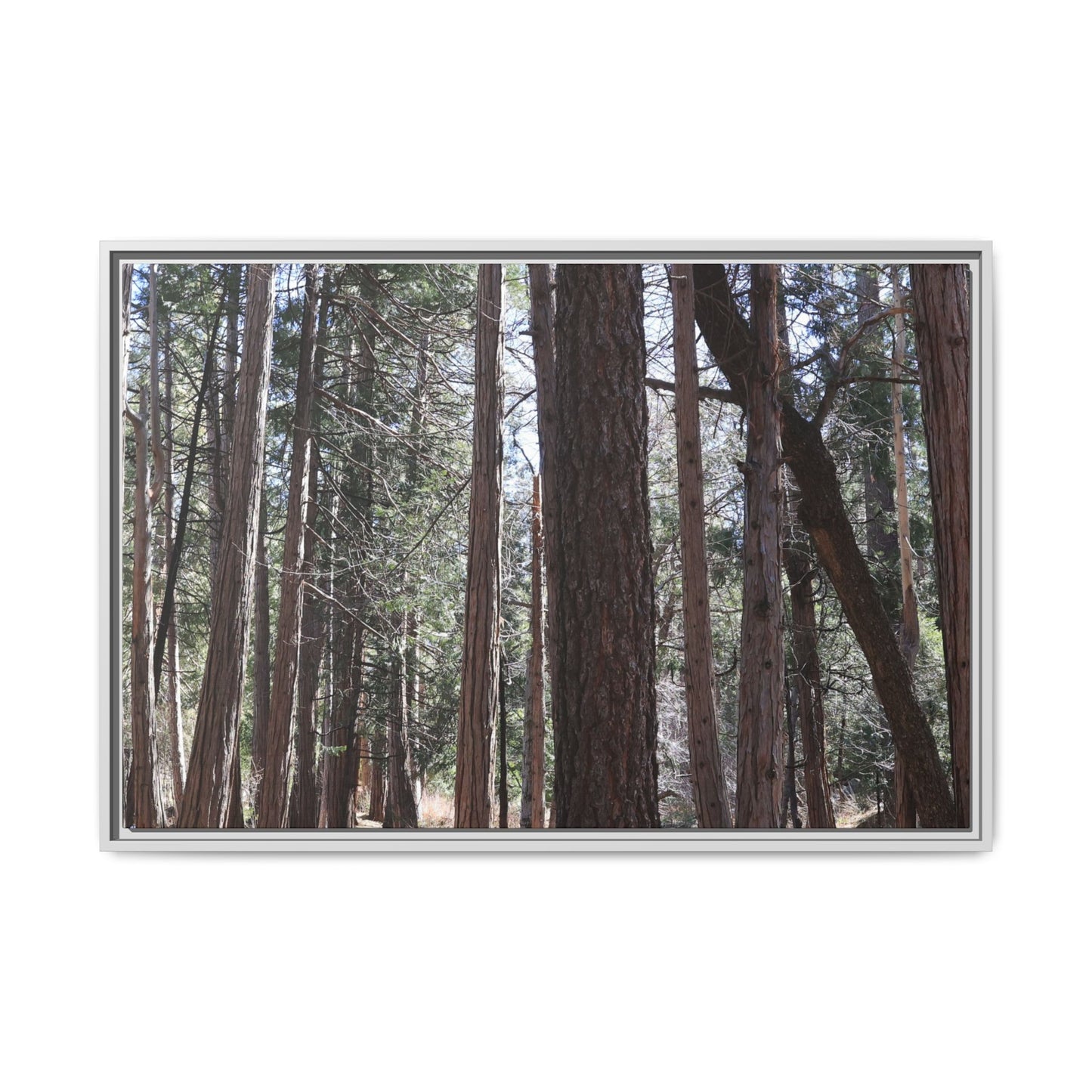 Forest Cathedral - Unique Stretched Canvas Wall Art