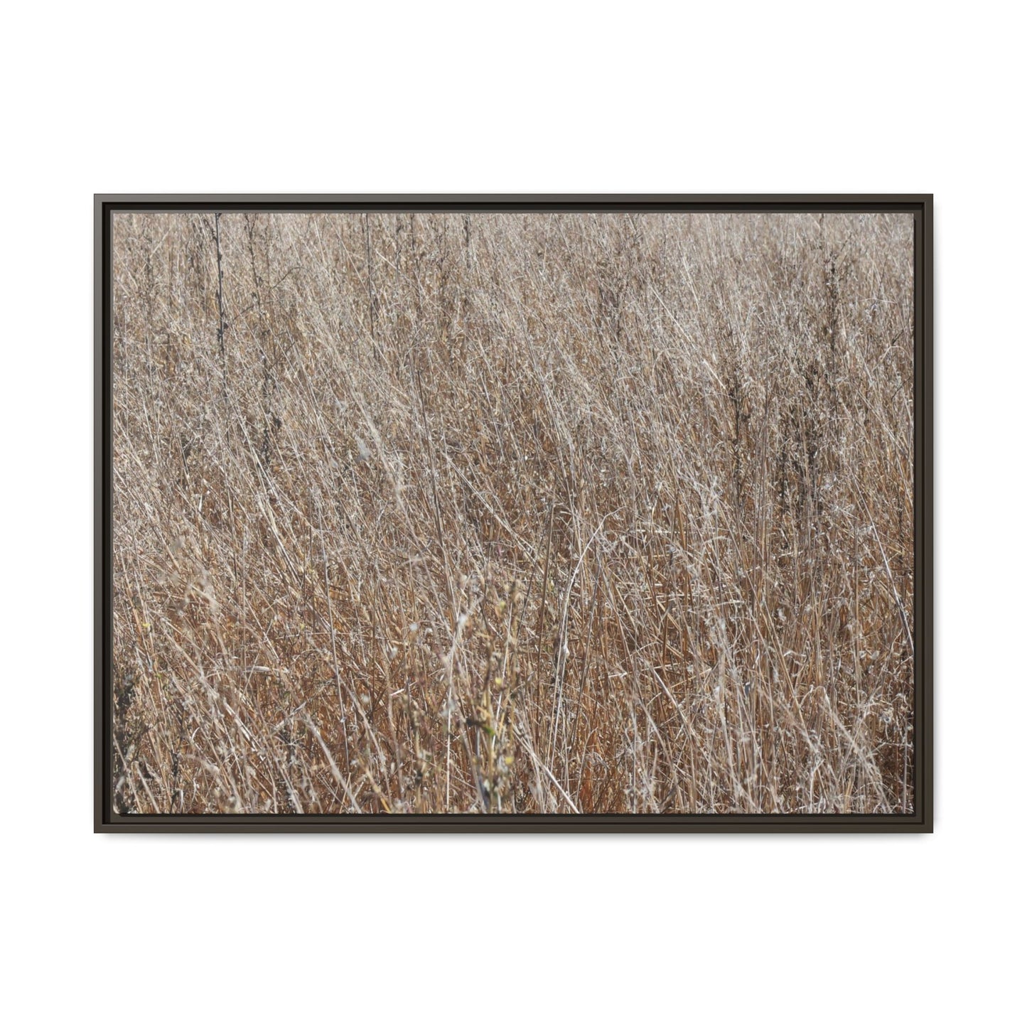 Dry Grass Symphony - Unique Stretched Canvas Wall Art - Art By Earth