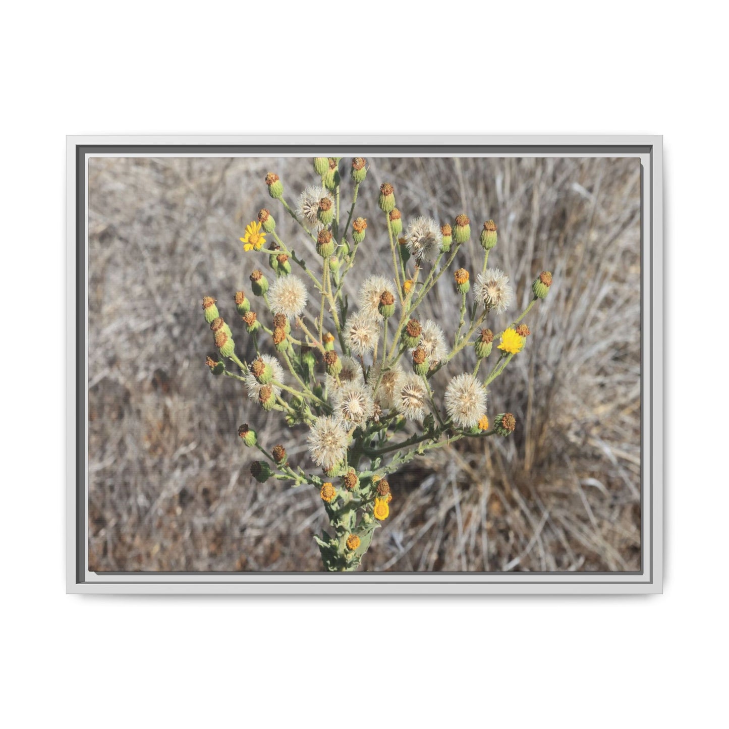 Whispers of the Dry Grass - Unique Stretched Canvas Wall Art - Art By Earth