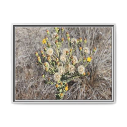 Whispers of the Dry Grass - Unique Stretched Canvas Wall Art - Art By Earth
