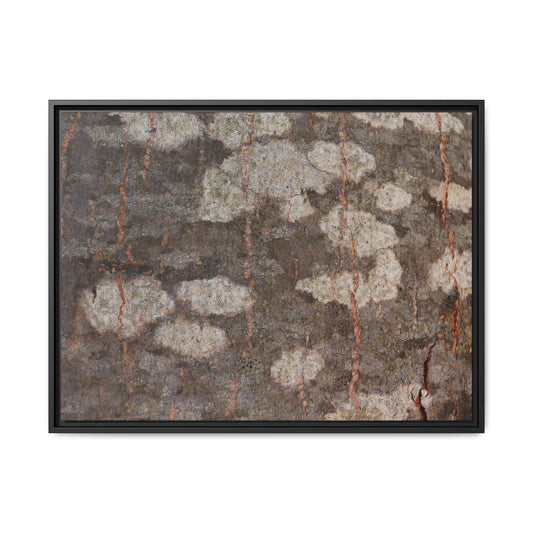 Lichen's Legacy - Unique Stretched Canvas Wall Art