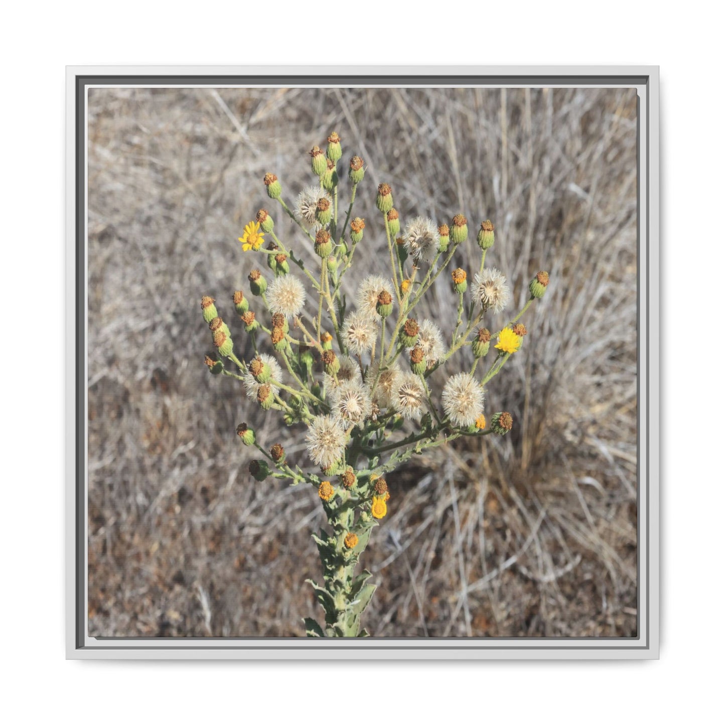 Whispers of the Dry Grass - Unique Stretched Canvas Wall Art - Art By Earth