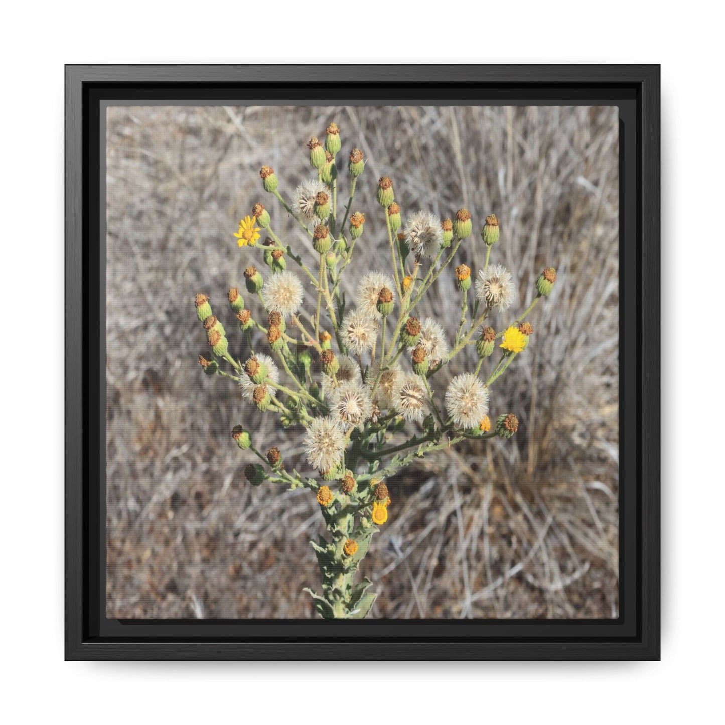 Whispers of the Dry Grass - Unique Stretched Canvas Wall Art - Art By Earth