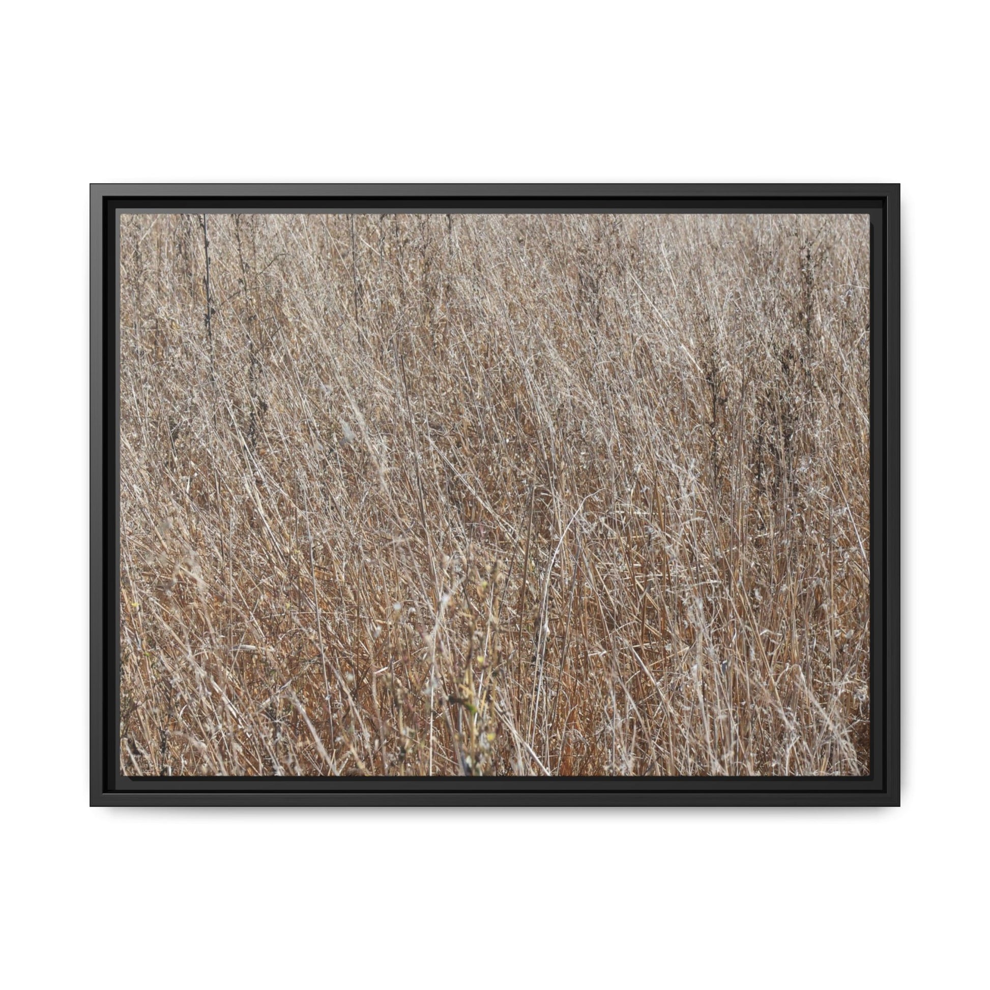 Dry Grass Symphony - Unique Stretched Canvas Wall Art - Art By Earth