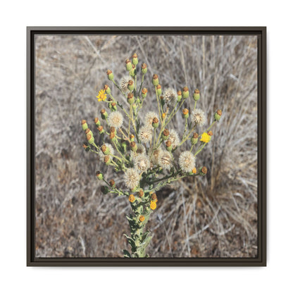 Whispers of the Dry Grass - Unique Stretched Canvas Wall Art - Art By Earth