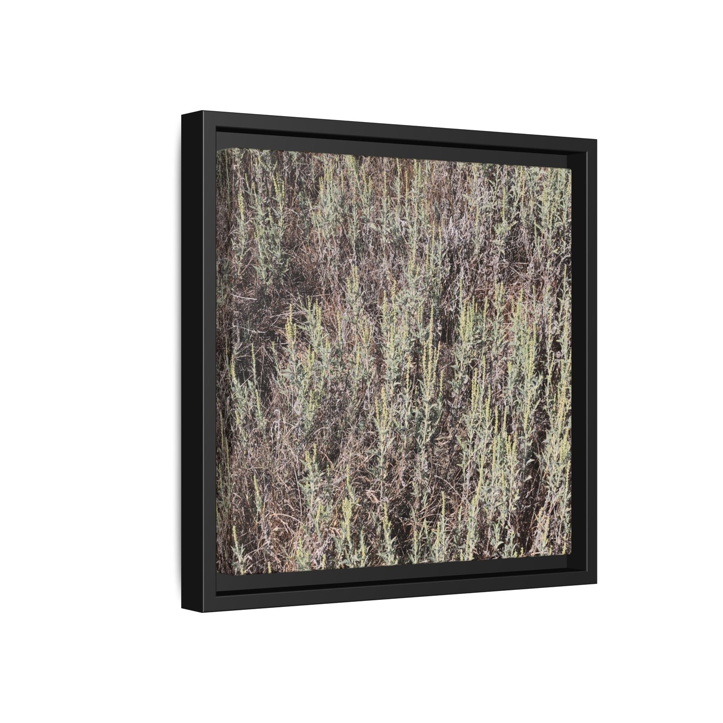 Sage Fields Forever - Unique Stretched Canvas Wall Art - Art By Earth