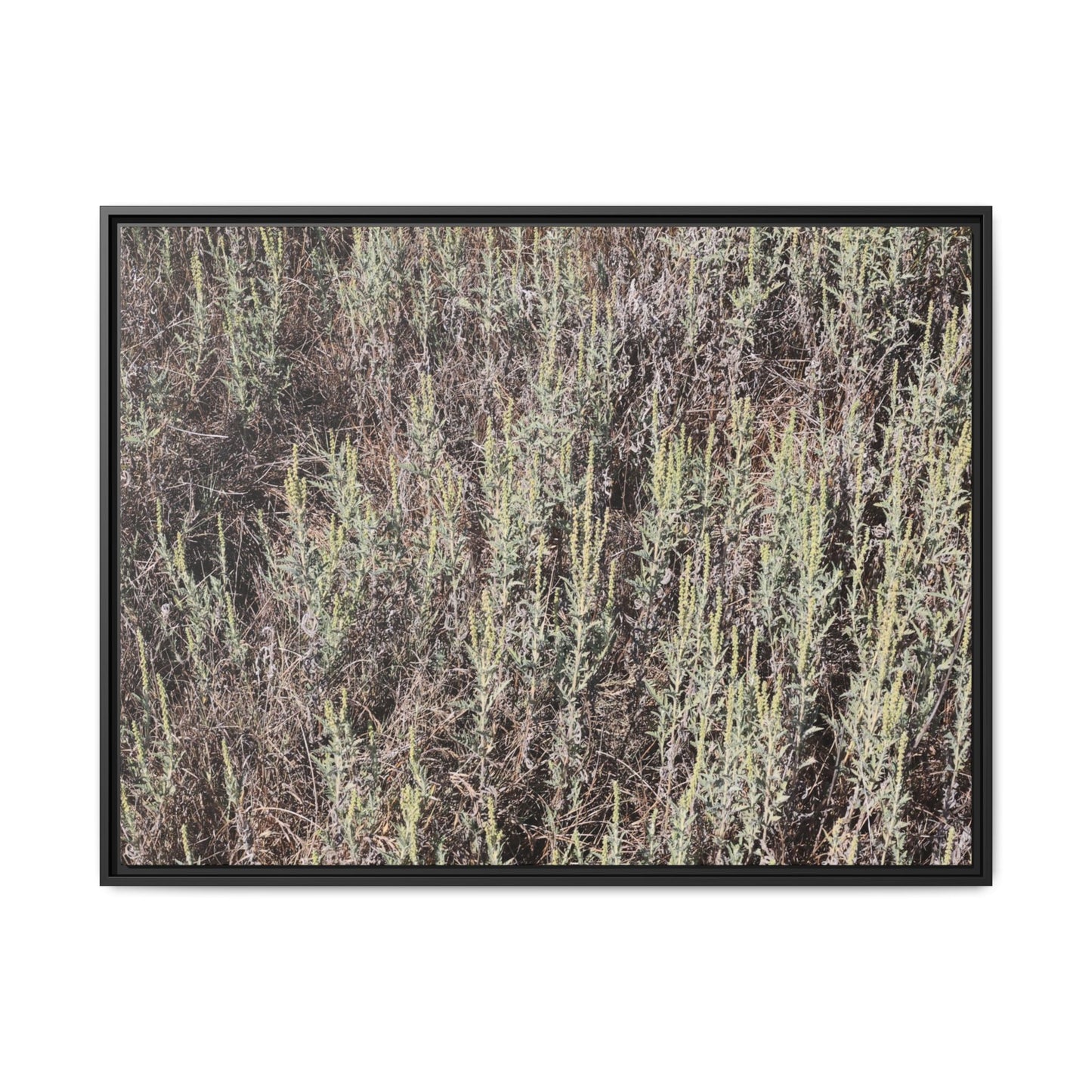 Sage Fields Forever - Unique Stretched Canvas Wall Art - Art By Earth