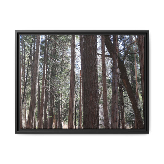 Forest Cathedral - Unique Stretched Canvas Wall Art