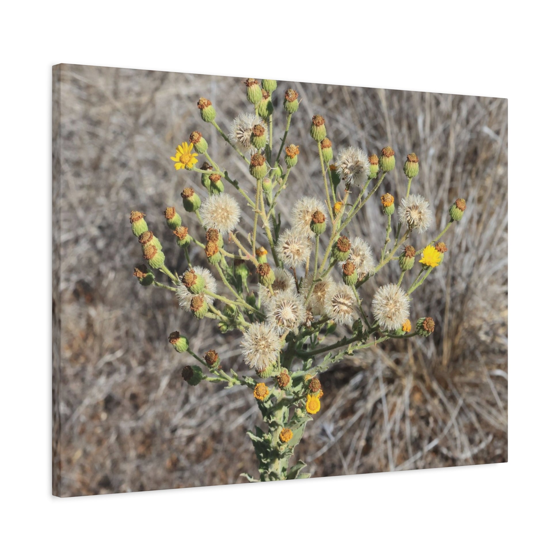 Whispers of the Dry Meadow - Unique Stretched Canvas Wall Art - Art By Earth