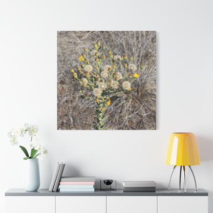 Whispers of the Dry Meadow - Unique Stretched Canvas Wall Art - Art By Earth