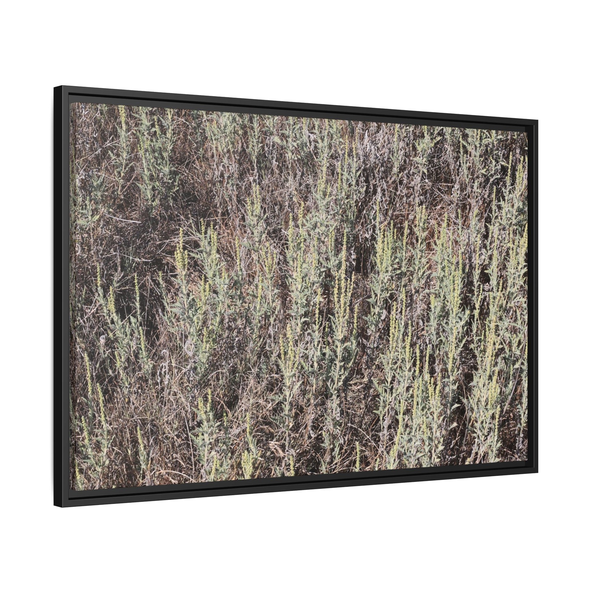 Sage Fields Forever - Unique Stretched Canvas Wall Art - Art By Earth