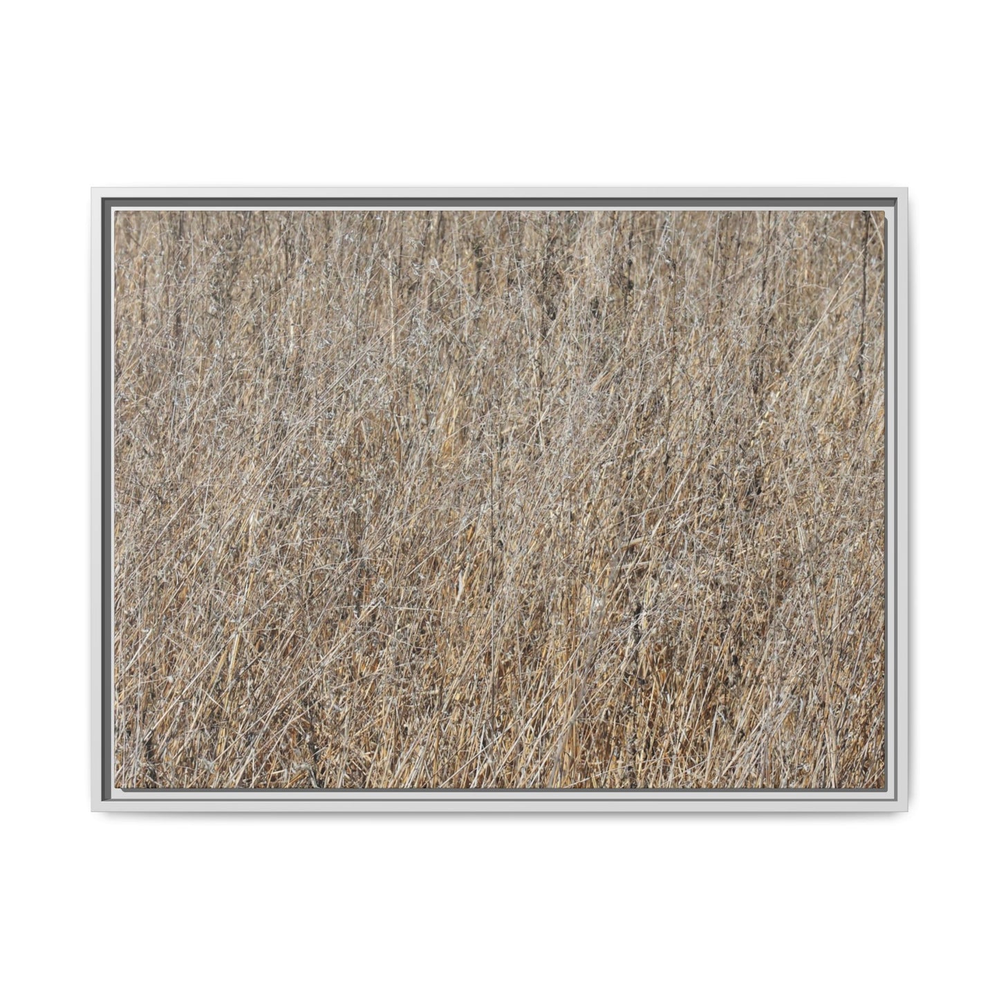Whispers of Straw - Unique Stretched Canvas Wall Art - Art By Earth
