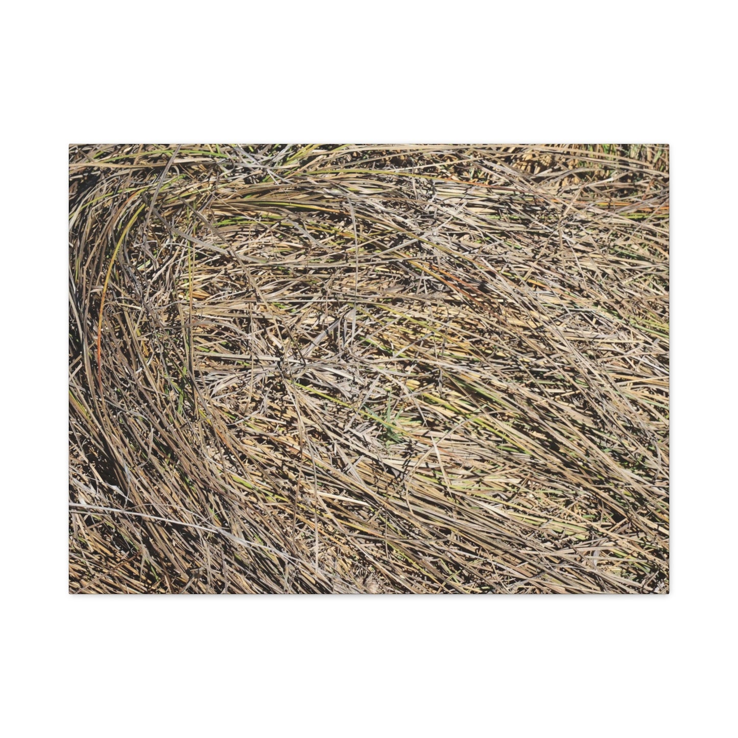 Tangled Hay - Unique Stretched Canvas Wall Art - Art By Earth