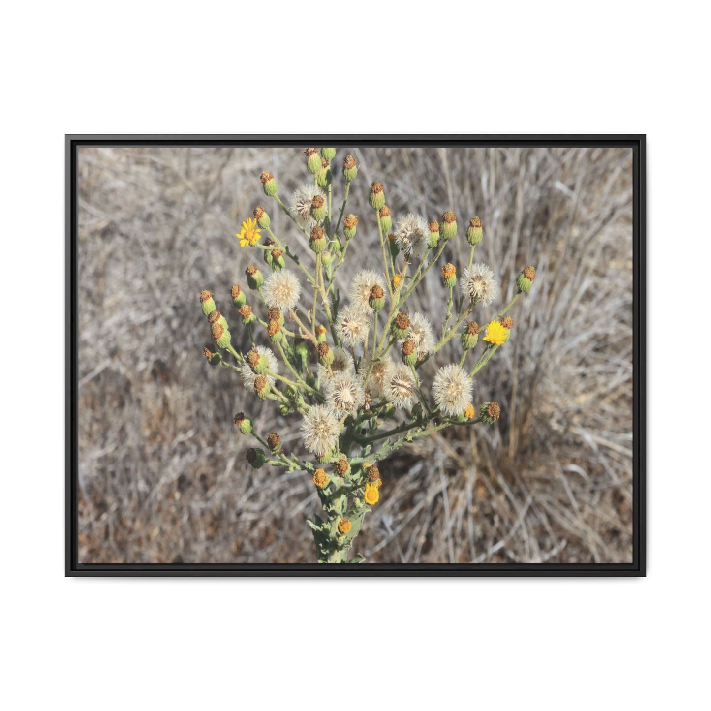 Whispers of the Dry Grass - Unique Stretched Canvas Wall Art - Art By Earth