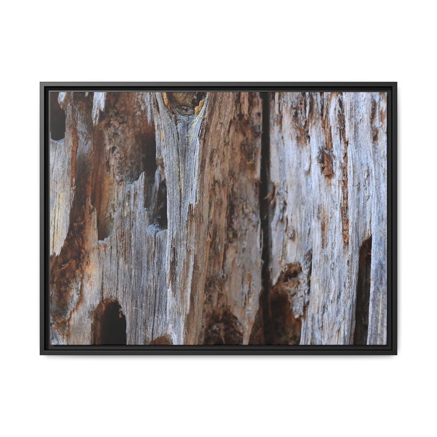 Decaying Splendor - Unique Stretched Canvas Wall Art