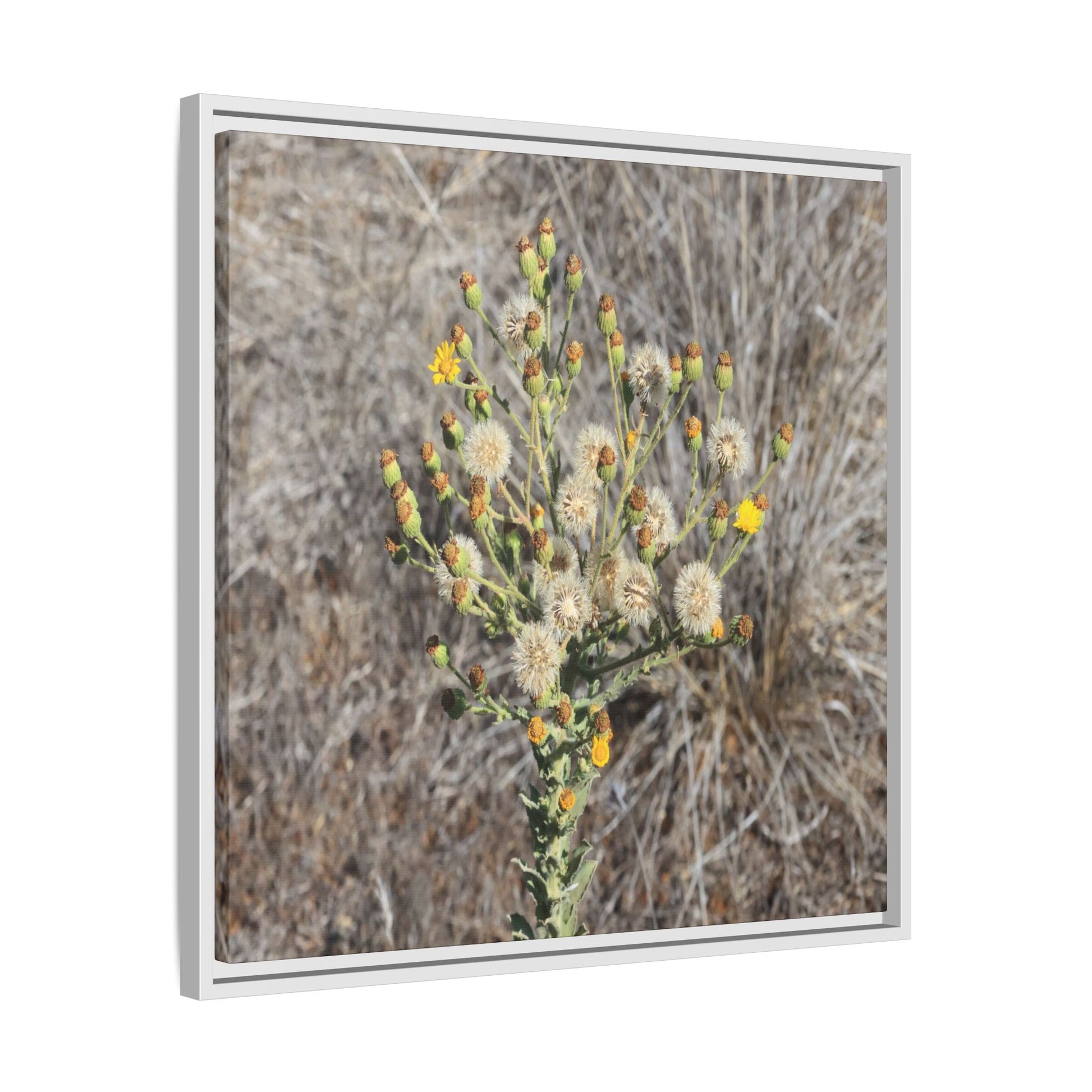 Whispers of the Dry Grass - Unique Stretched Canvas Wall Art - Art By Earth