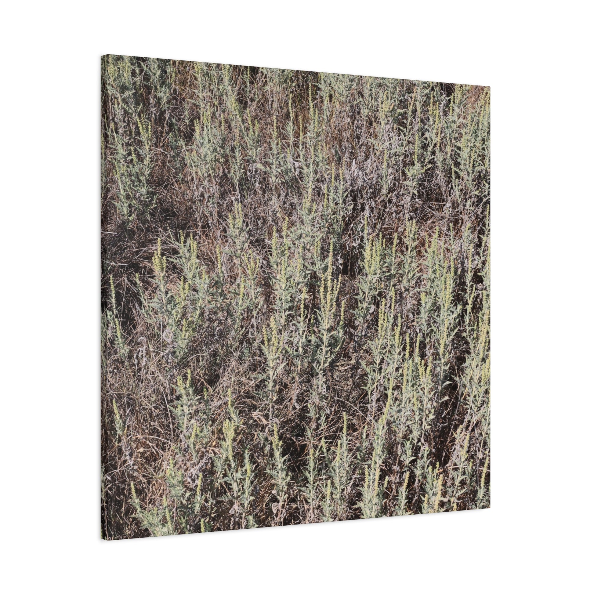 Whispers in the Sage - Unique Stretched Canvas Wall Art - Art By Earth