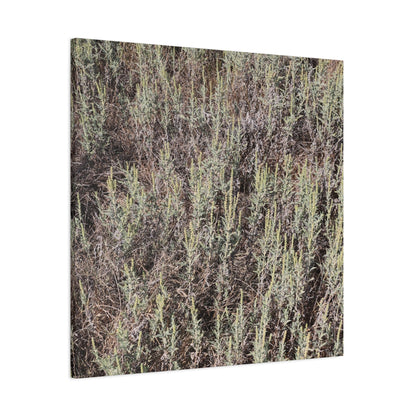 Whispers in the Sage - Unique Stretched Canvas Wall Art - Art By Earth