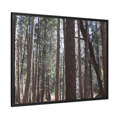 Forest Cathedral - Unique Stretched Canvas Wall Art