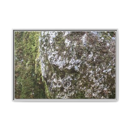 Lichen Landscape - Unique Stretched Canvas Wall Art