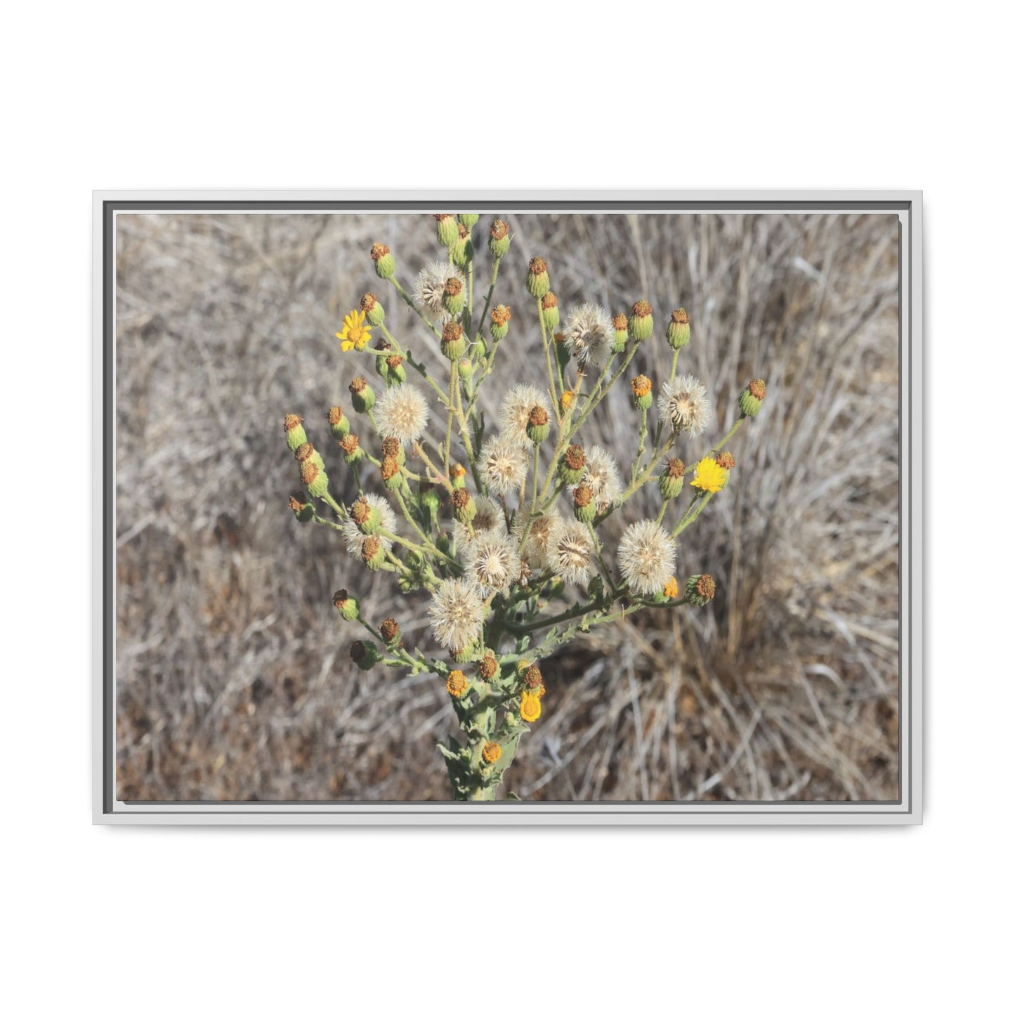 Whispers of the Dry Grass - Unique Stretched Canvas Wall Art - Art By Earth