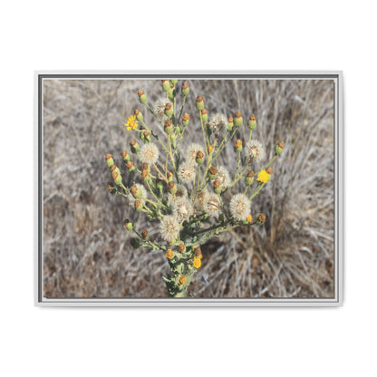 Whispers of the Dry Grass - Unique Stretched Canvas Wall Art - Art By Earth