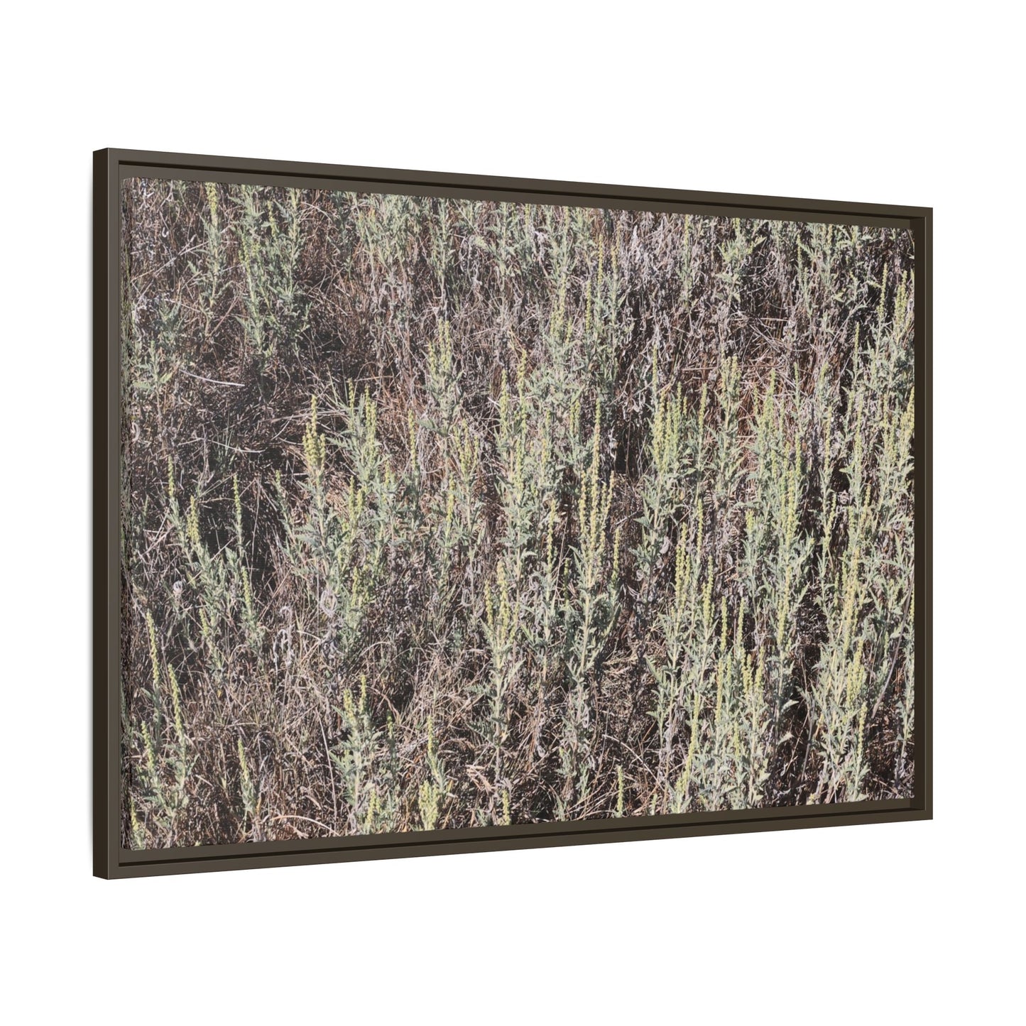 Sage Fields Forever - Unique Stretched Canvas Wall Art - Art By Earth