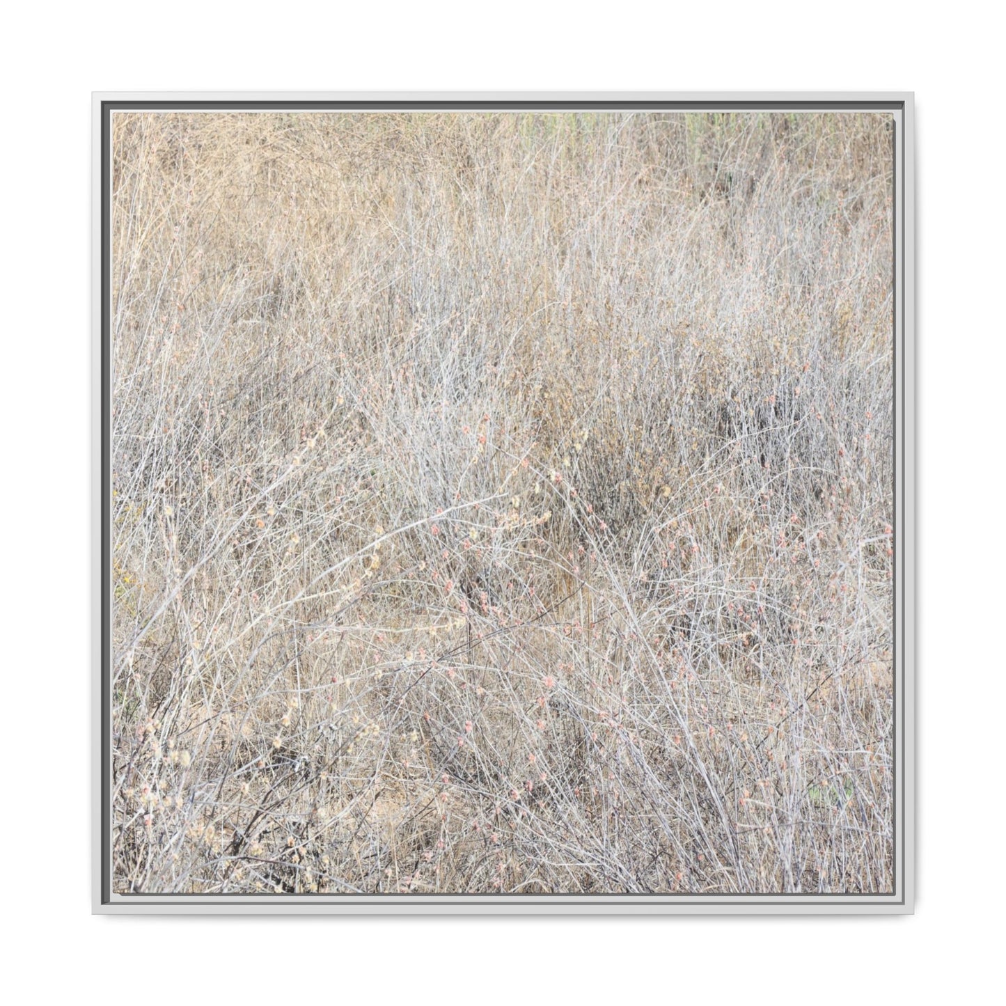 Whispers of Dry Grass - Unique Stretched Canvas Wall Art - Art By Earth