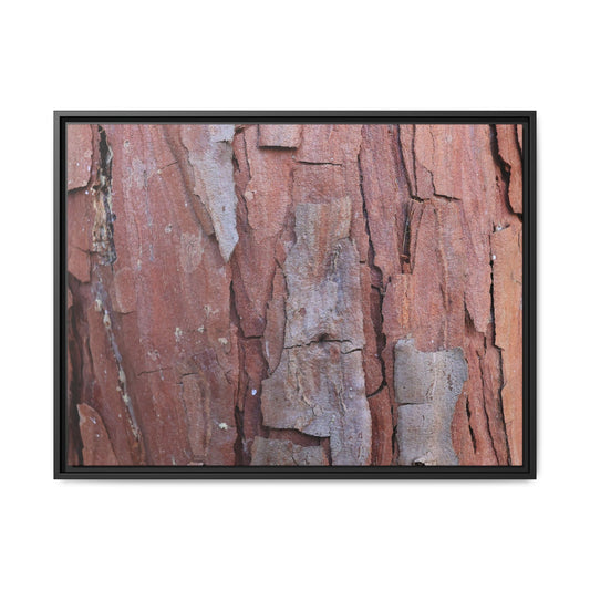 Peeling Bark - Unique Stretched Canvas Wall Art