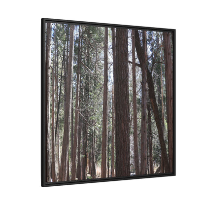 Forest Cathedral - Unique Stretched Canvas Wall Art