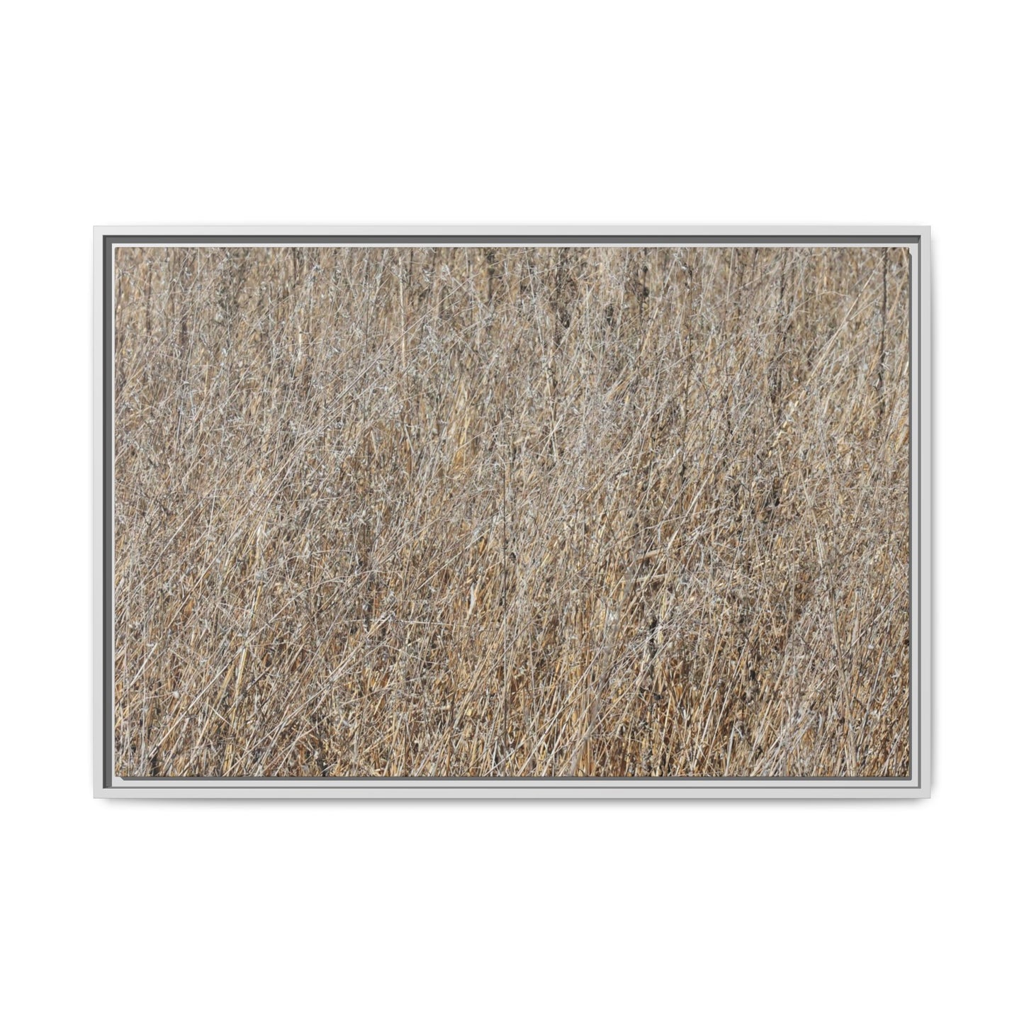 Dry Straw Symphony - Unique Stretched Canvas Wall Art - Art By Earth