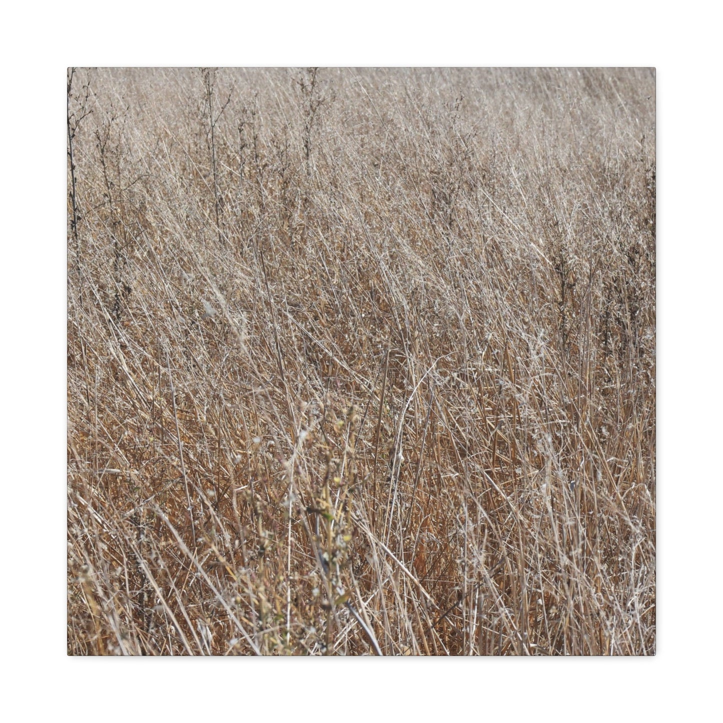 Whispers of Autumn - Unique Frameless Canvas Wall Art - Art By Earth