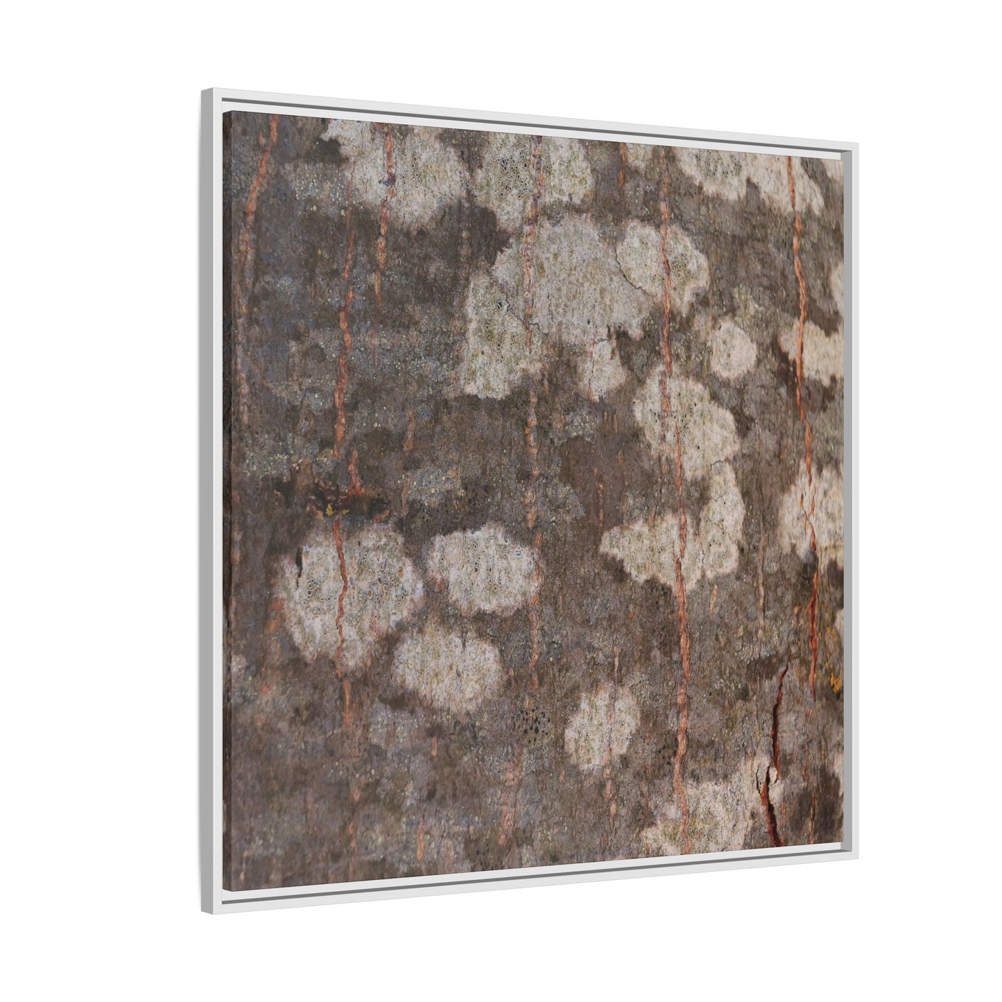 Lichen's Legacy - Unique Stretched Canvas Wall Art