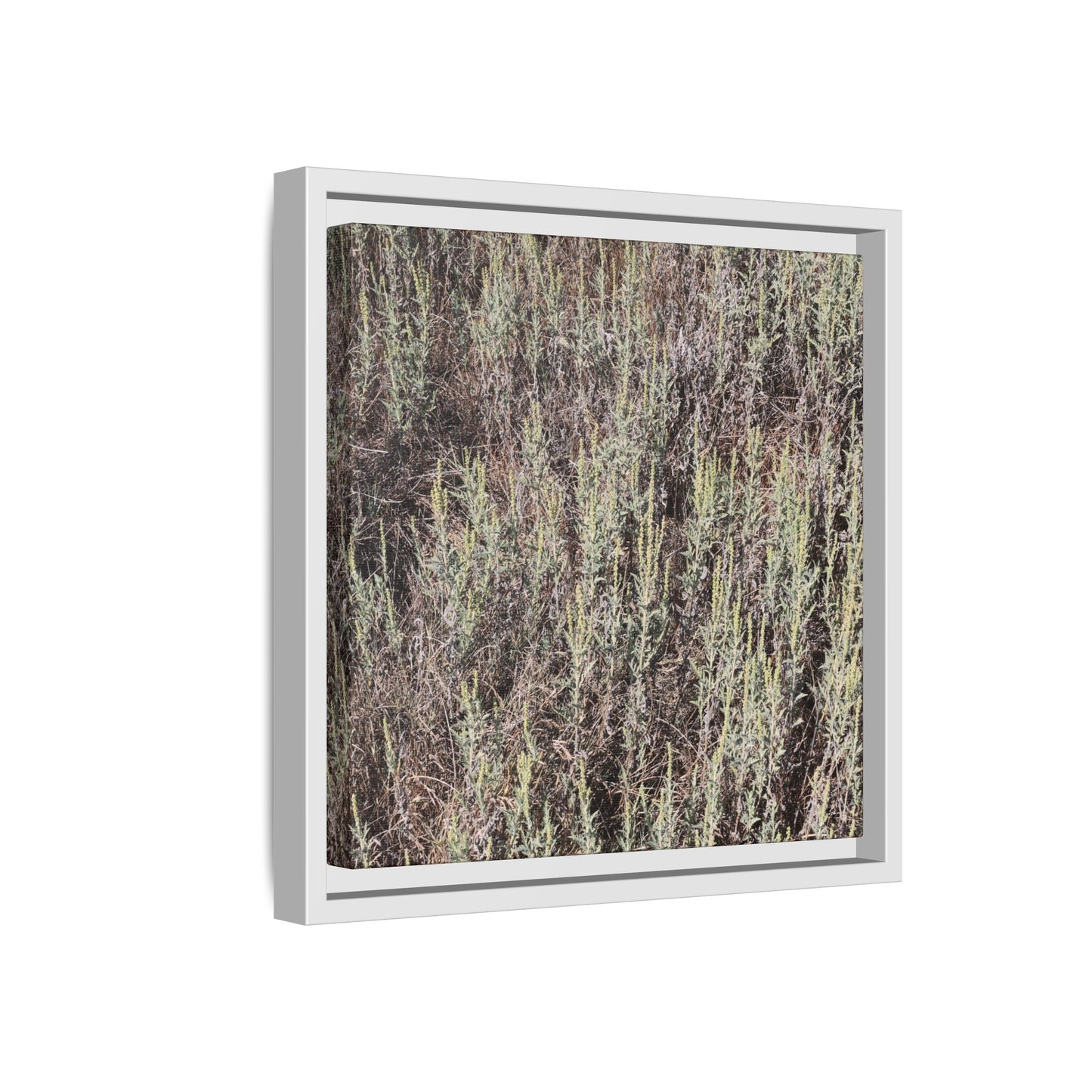 Sage Fields Forever - Unique Stretched Canvas Wall Art - Art By Earth