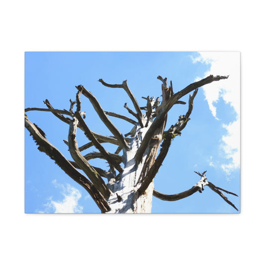 Skeletal Branches Reaching - Unique Frameless Canvas Wall Art