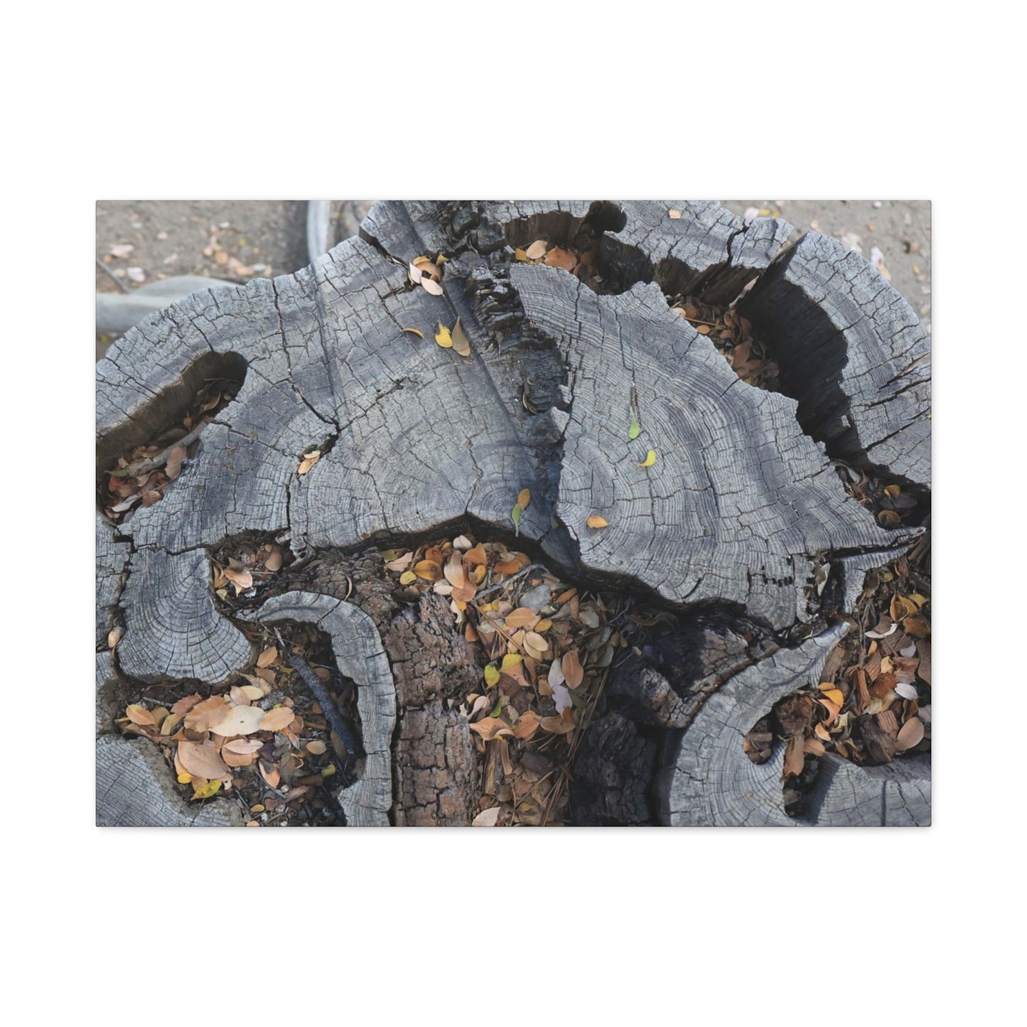 Weathered Woodland Whispers - Unique Frameless Canvas Wall Art
