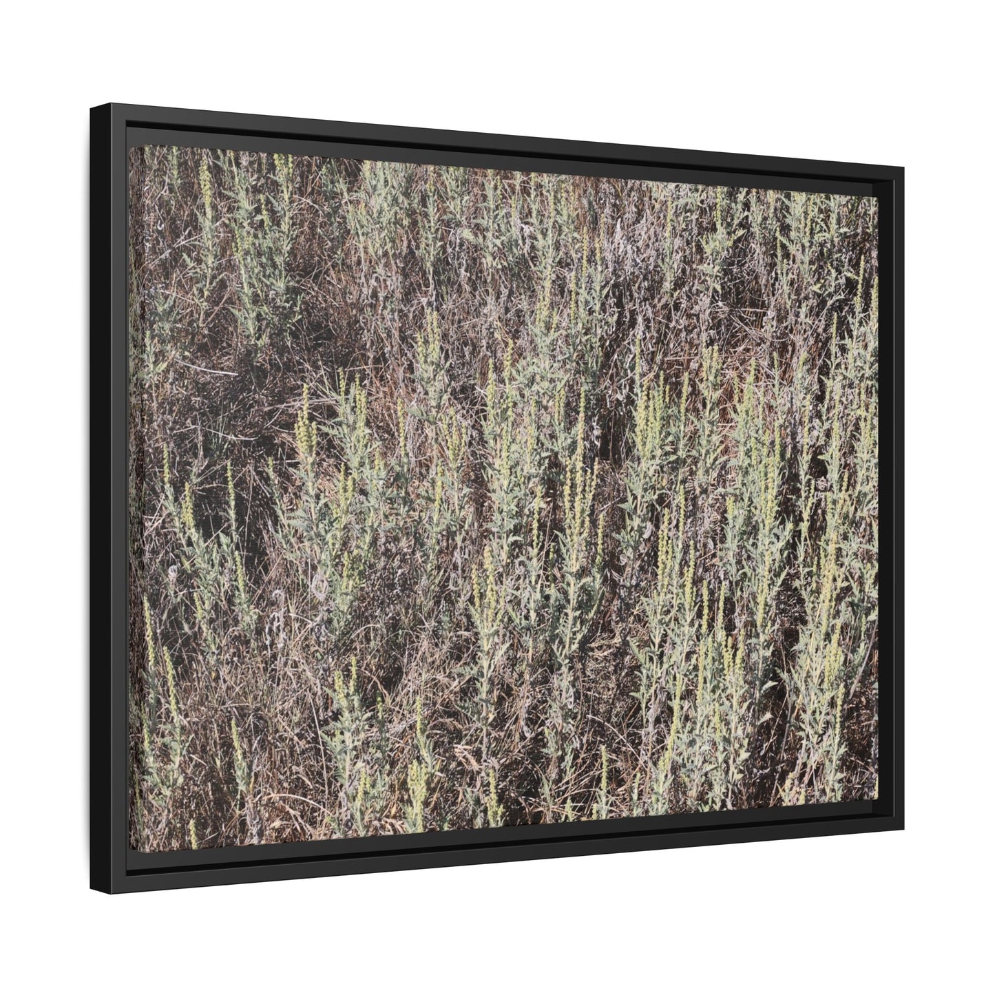 Sage Fields Forever - Unique Stretched Canvas Wall Art - Art By Earth
