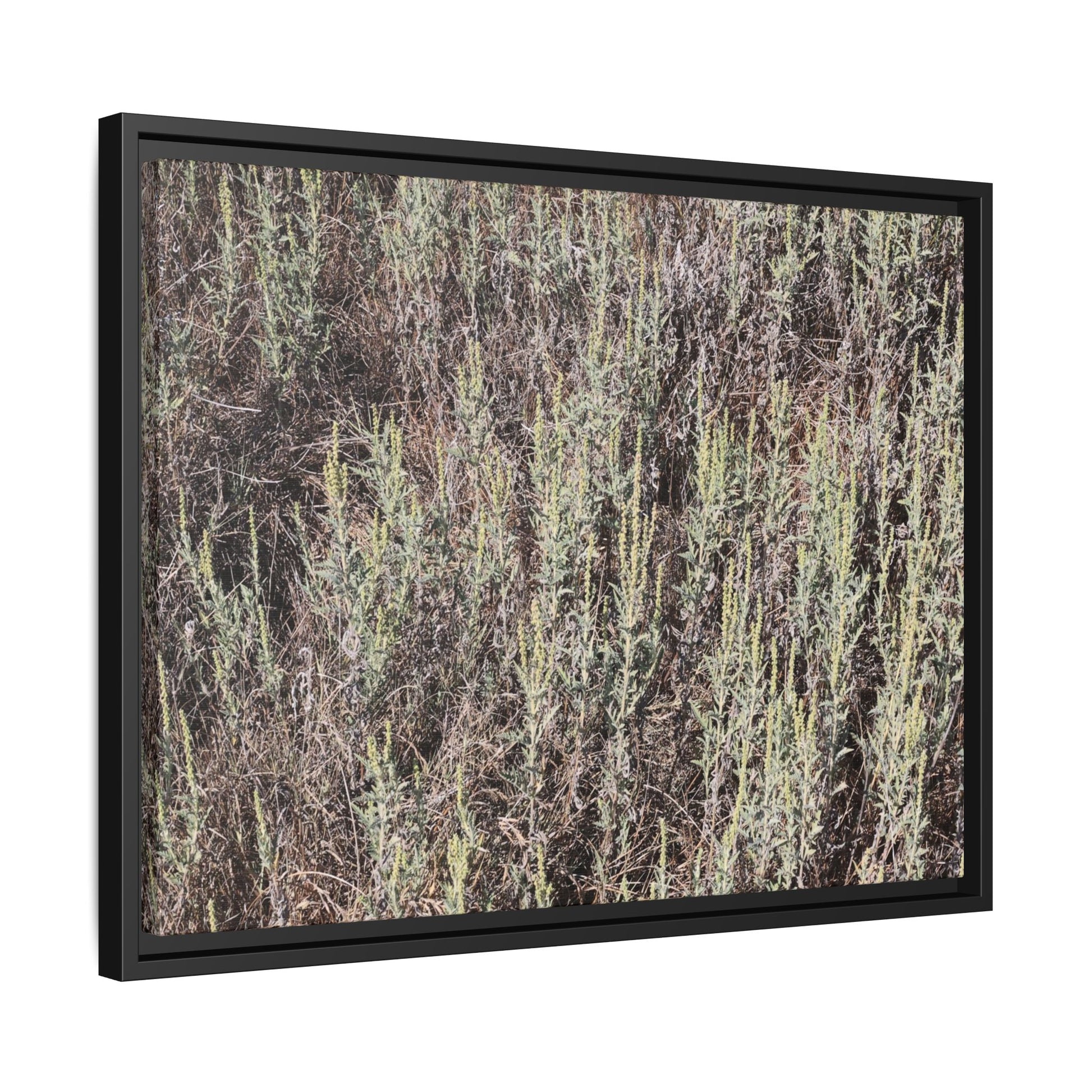 Sage Fields Forever - Unique Stretched Canvas Wall Art - Art By Earth